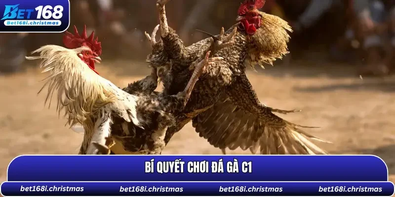 Bí quyết chơi đá gà C1 giúp bạn trúng thưởng lớn