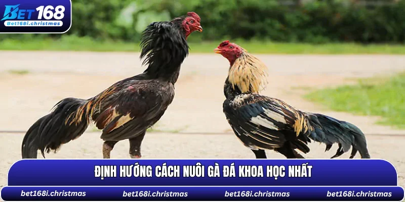 Định hướng cách nuôi gà đá khoa học nhất