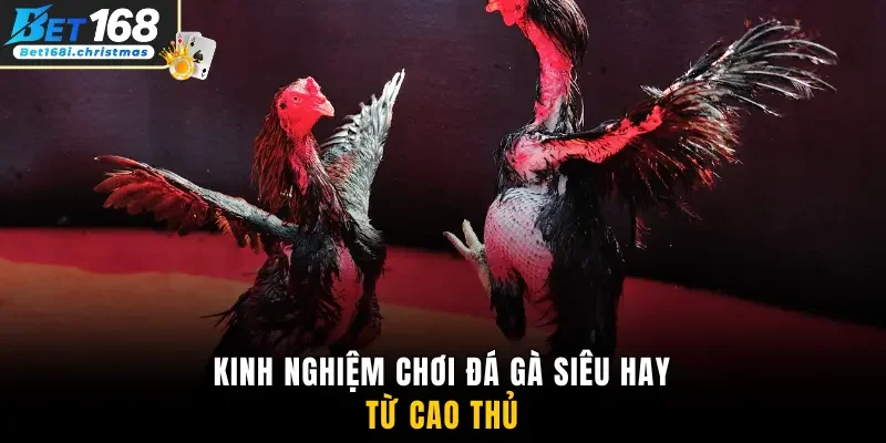 Kinh nghiệm chơi đá gà siêu hay từ cao thủ
