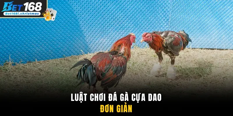 Luật chơi đá gà cựa dao đơn giản trong Bet168