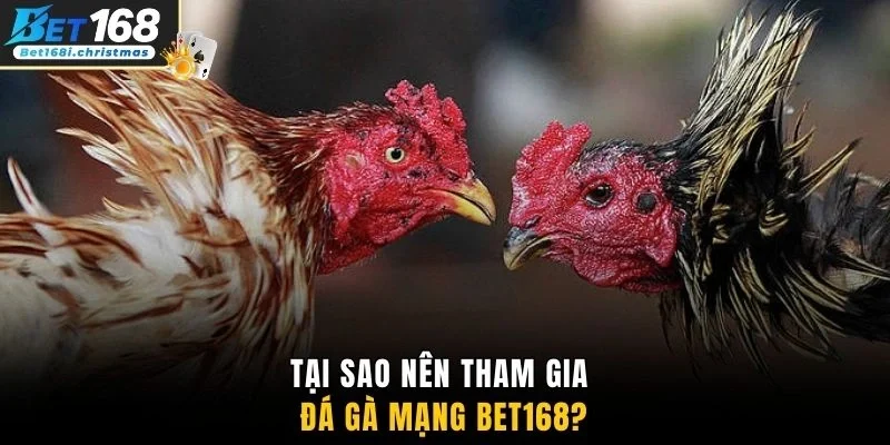 Tại sao nên tham gia đá gà mạng BET168?